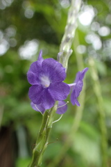 Stachytarpheta urticifolia
