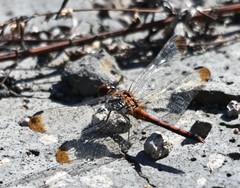 Sympetrum infuscatum