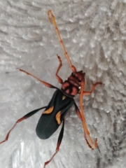 Compsomera elegantissima