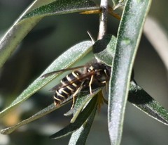 Vespula flaviceps