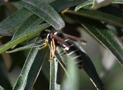 Vespula flaviceps