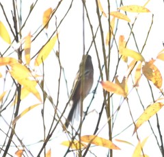 Carpodacus sibiricus