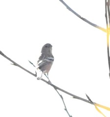 Carpodacus sibiricus