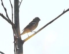Carpodacus sibiricus