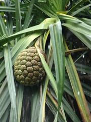 Pandanus balfourii