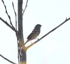 Carpodacus sibiricus