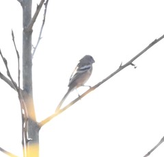 Carpodacus sibiricus