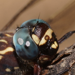 Austroaeschna multipunctata