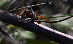 Vespa simillima simillima