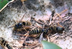 Vespula flaviceps