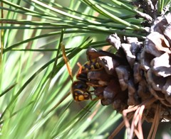 Vespa simillima simillima