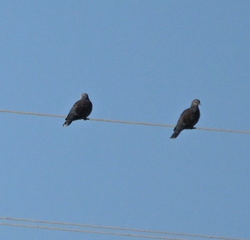 Oriental Turtle-Dove