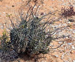 Euphorbia restituta