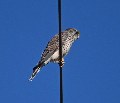 Eurasian Kestrel