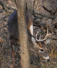Odocoileus virginianus
