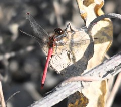 Sympetrum speciosum