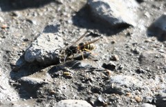 Vespula flaviceps