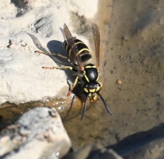 Vespula flaviceps