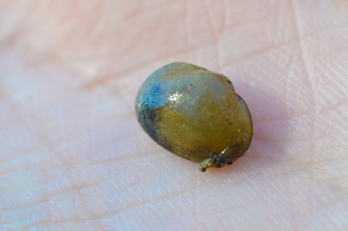 Sphaerium transversum