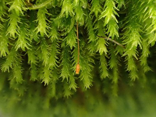 Representative image of Anomodontaceae