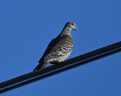 Streptopelia orientalis