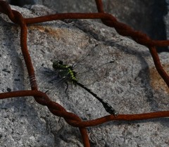 Ophiogomphus obscurus