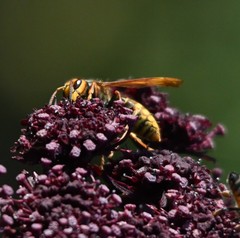 Vespa simillima simillima