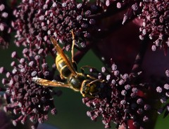 Vespa simillima simillima