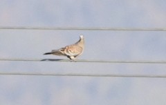 Streptopelia orientalis