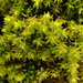 Blunt-leaved Bristle Moss - Photo (c) Stefan Gey, some rights reserved (CC BY-NC), uploaded by Stefan Gey