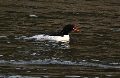 Mergus squamatus