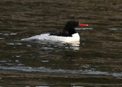 Mergus squamatus