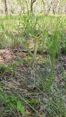 Chironius maculoventris