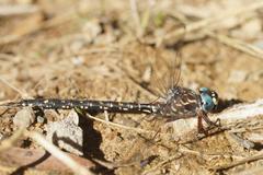 Austroaeschna multipunctata