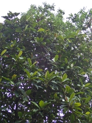 Dillenia ferruginea
