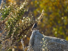 Phoenicurus ochruros