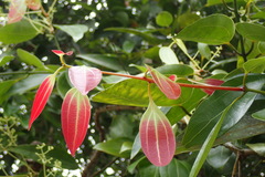 Cinnamomum verum