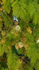 Chloroleucon tenuiflorum