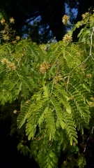Chloroleucon tenuiflorum