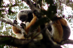 Propithecus diadema