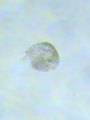 Oligotrichia