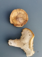 Hohenbuehelia