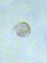 Oligotrichia