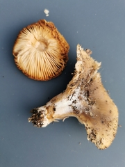 Hohenbuehelia