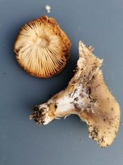Hohenbuehelia