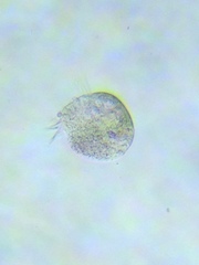 Oligotrichia