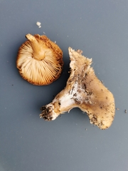 Hohenbuehelia