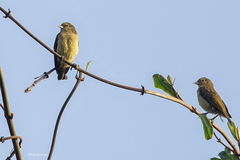 Anthoscopus flavifrons waldronae