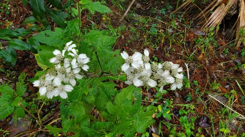 Verbesina virginica image