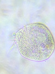 Oligotrichia